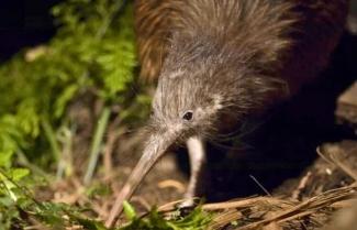 Kiwi bird