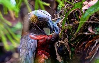 Kea