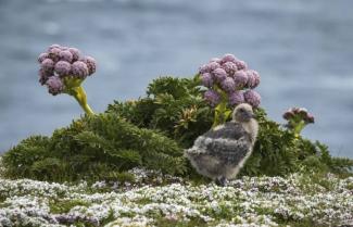 antipodes island