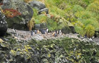 Penguins on The Antipodes