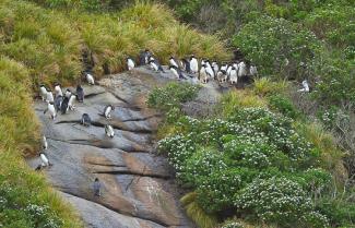 Penguins at The Snares