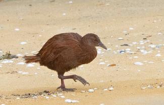 Weka on Ulva Island