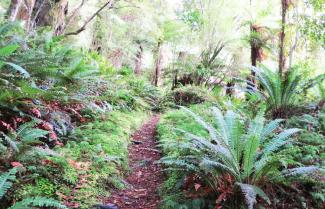 Bush Walk