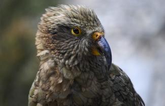 Alpine Parrot the Kea