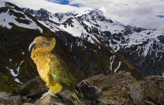 Arthurs Pass