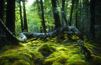 Stunning Fiordland Environment, Milford Tour