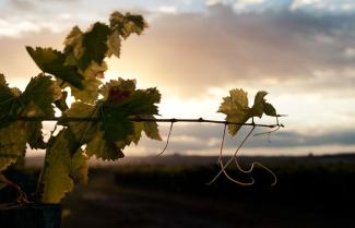 Silhouette of grapevines in the Napier, Hastings Hawkes Bay region.