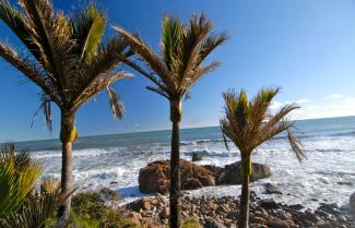 Nikau Palms