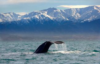 Whale tail