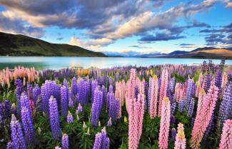 Lake Tekapo