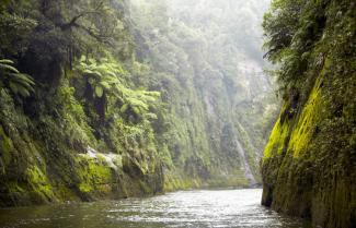 Lush Forest