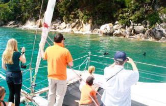 Dolphins in the Abel Tasman