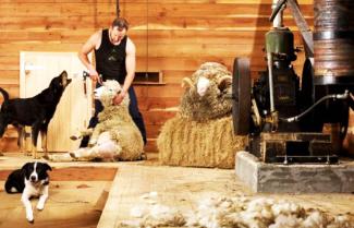 Agrodom Farm Show