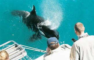 Auckland Whale and Dolphin Safaris