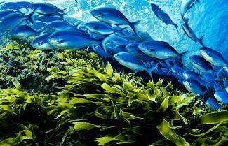 Blue Maomao Fish off Poor Knights