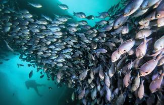 Teaming Fish
