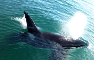 Orca Auckland