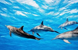 Dolphins in the Bay of Islands