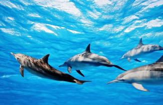 Dolphins Swimming