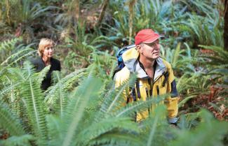 Fields of Ferns 