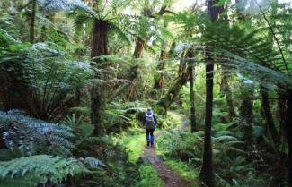 Day 2 Hollyford Track near pykr river.