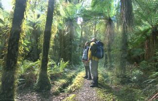 Hollyford Valley