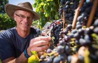 Winemaker inspecting his crop in the bay area.