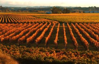 Sunsett over the vinyard in Napier