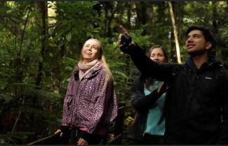 Waipoua Twilight Encounter