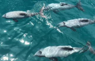 hectors dolphins