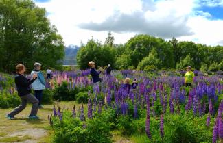 Fields of Lupins