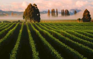 Marlborough - Wine Country