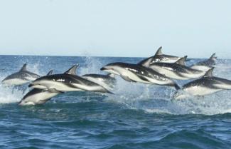 Marlborough Sounds