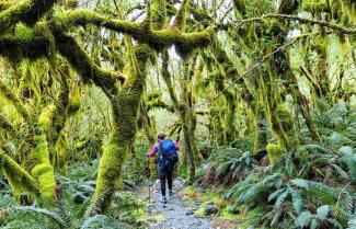 Milford Track Day 4 