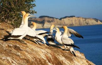 Gannet Colony Napier