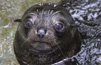 New Zealand Fur Seals