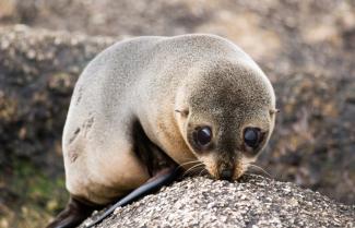 New Zealand Seal