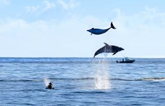 Dolphins Bay of Islands