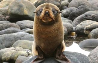 New Zealand Fur Seal.