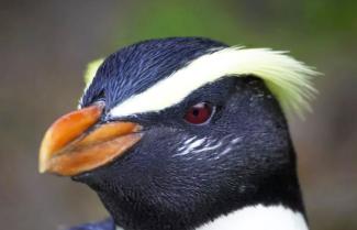 Crested Fiordland Penguin