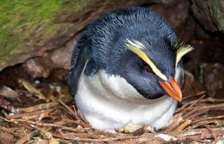 Fiordland Crested Penguins