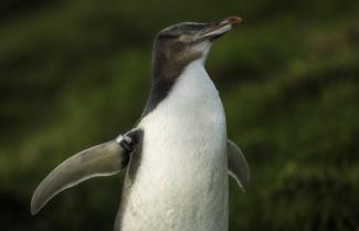 A very attractive penguin walking on an Otago beach.