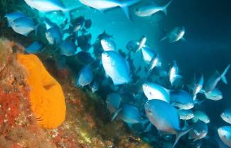 Schools of Fish