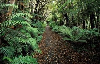 Steward Island Track