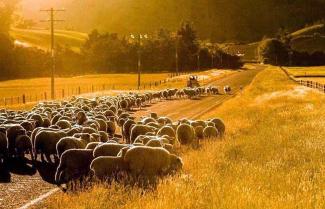 Sheep on the road as seen from your coach on tour