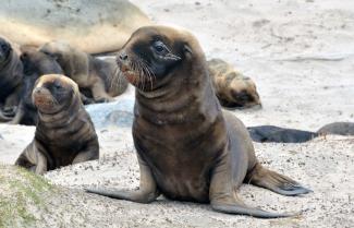 Family of Seals basking in the sun on the Otago Peninsula 