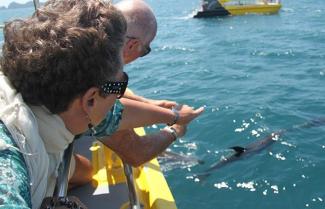 Bay of Islands dolphin tour.