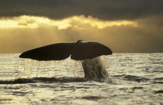 Whale Watch Kaikoura.