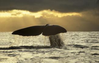 Luxury Whale Kaikoura New Zealand