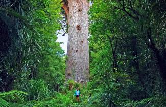 Tane Mahuta